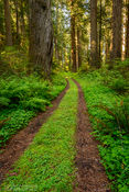 Redwood Trail