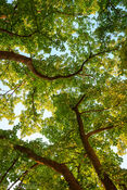 Tree of Life