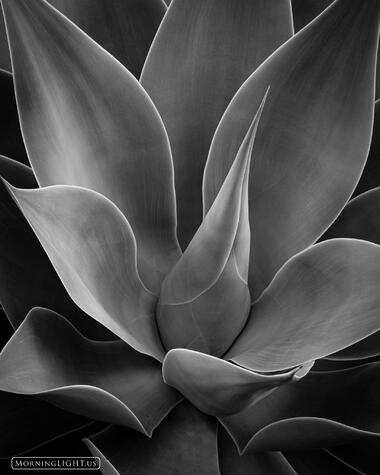 Agave BW print