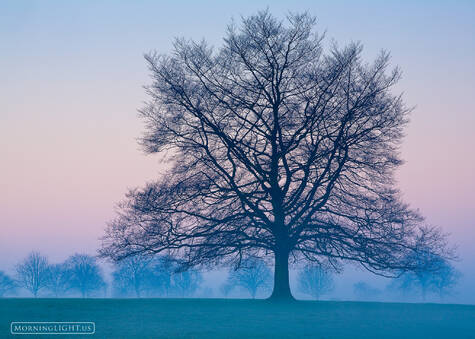 Arbor Perfection print