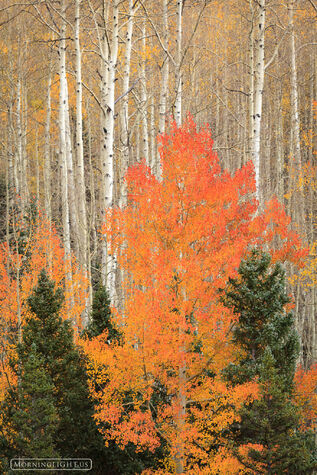 Aspen Flame