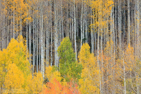 Aspen Party
