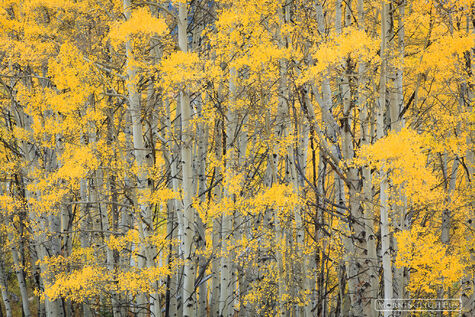 Aspen_Splash print