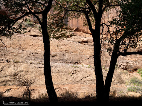 Cottonwood Silhouette print