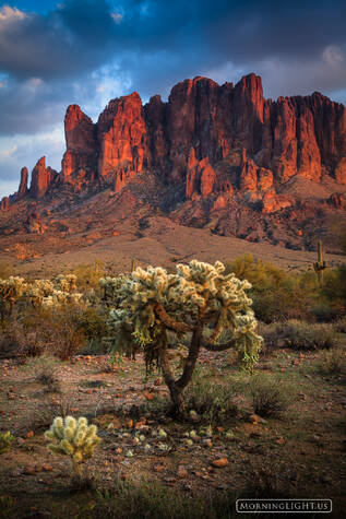 Desert Cholla print