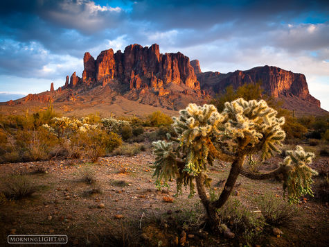 Dutchman Cholla