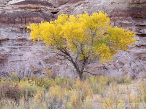 Early Cottonwood 