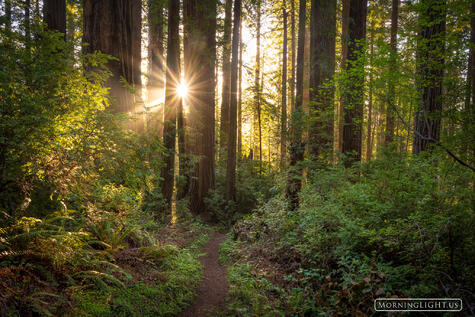 Forest Light