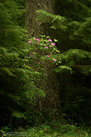 Hidden Garden