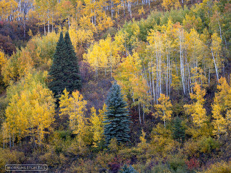Many Colors of Autumn