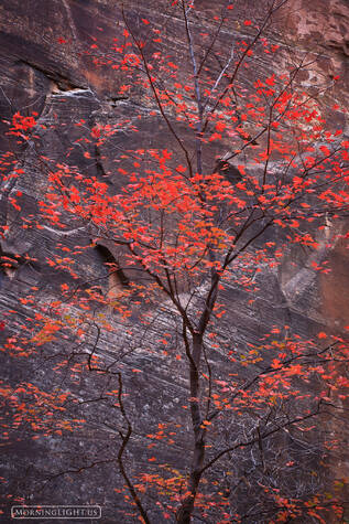 Maple Gorge print