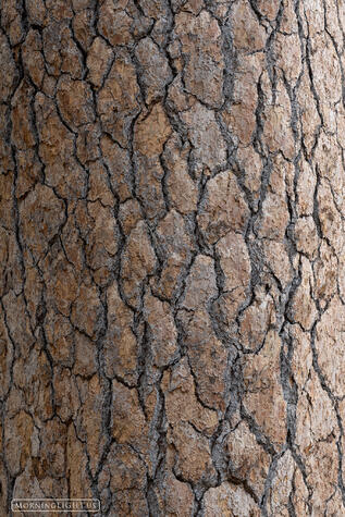 Mariposa Bark print