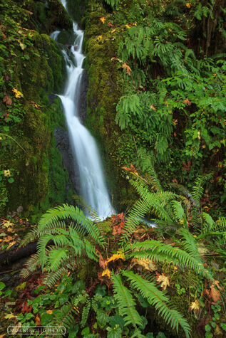 Quinault Green