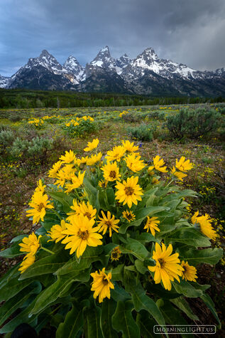 Teton Bouquet