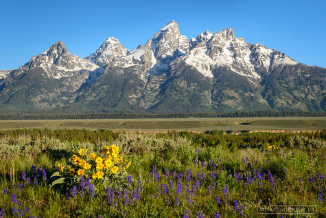 Teton Spring