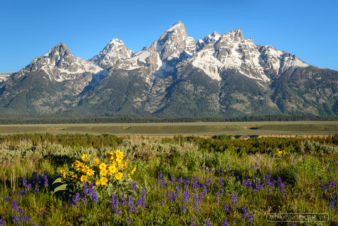 Teton Spring print