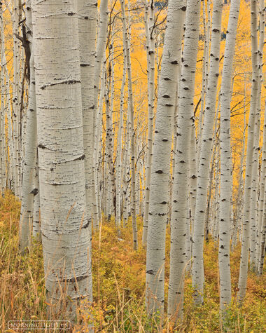 Yellow Tones