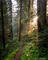A Redwood Stroll print
