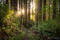 Forest Light print