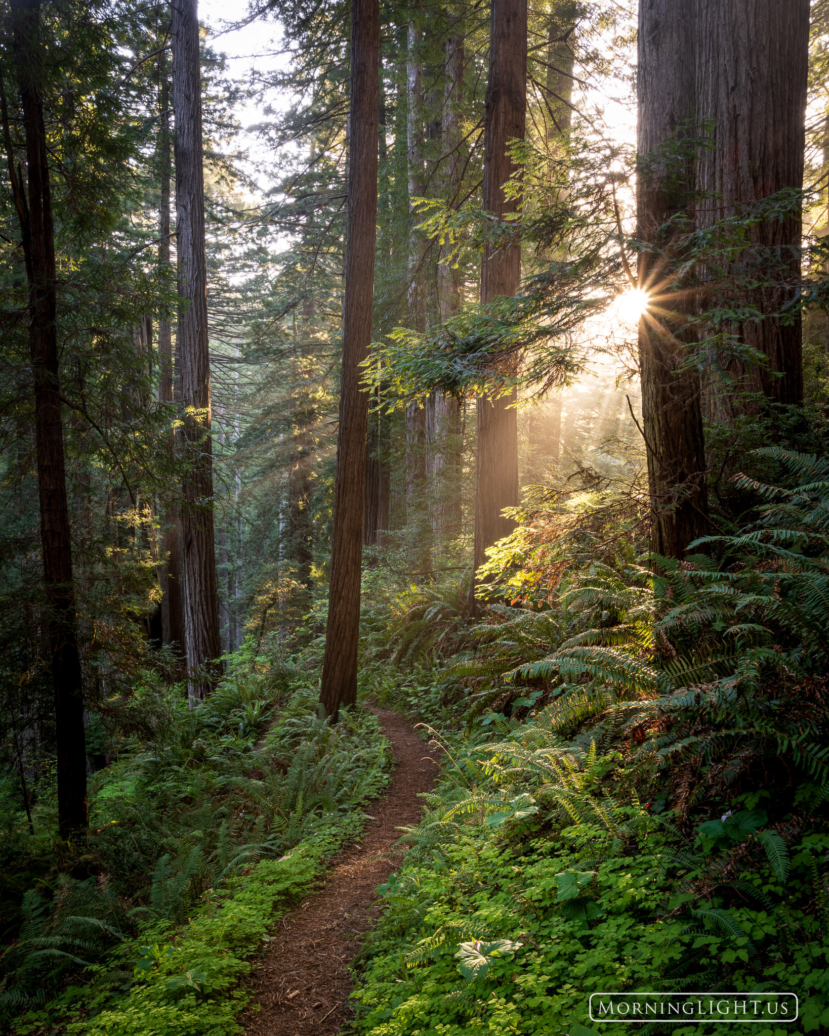 Winding through the redwood forest early in the morning as the sun's first rays arrive to greet you is a feeling that's hard...
