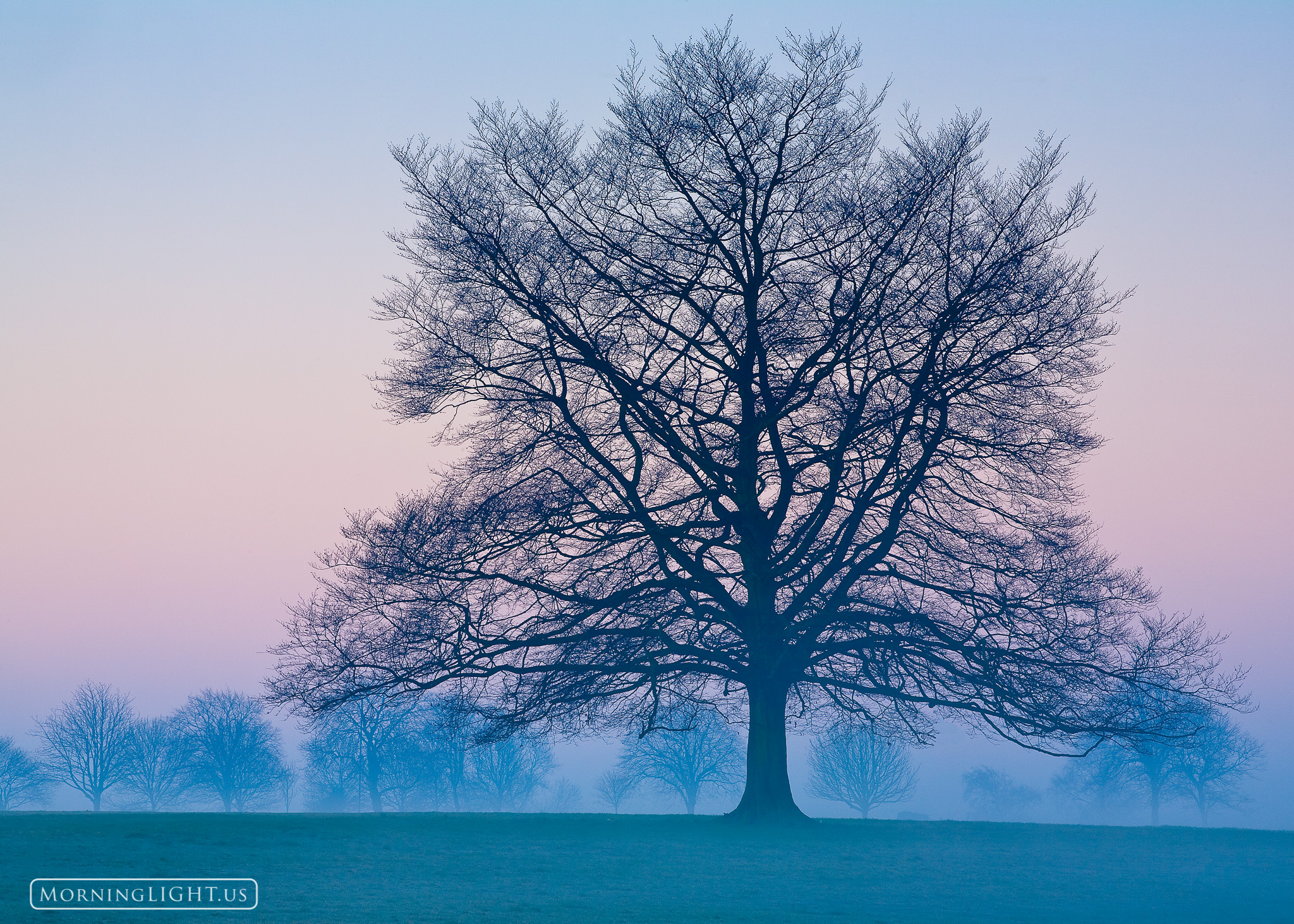 A perfectly formed tree silhouetted at sunrise on a foggy morning.