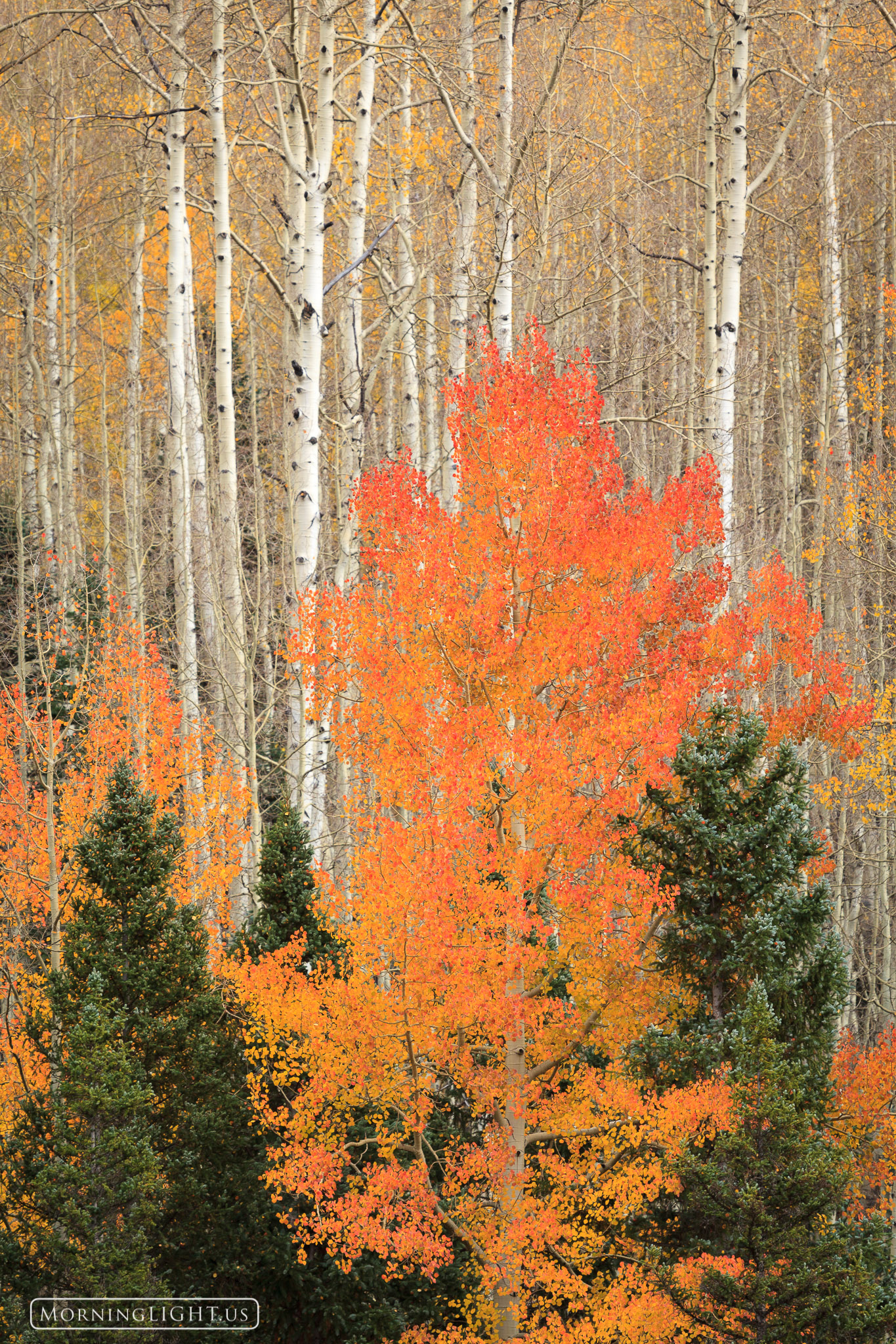 Autumn is a time of wonderful and colorful contrasts that can be seen almost everywhere you look. Here an aspen has taken on...