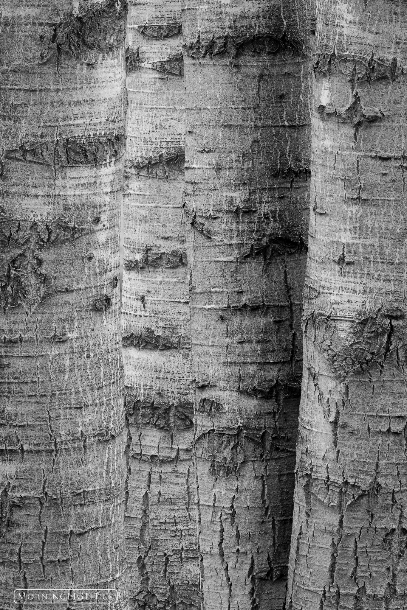 A stand of aspen trunks cluster together as if to protect something precious. These trunks were unlike any I've seen elsewhere...