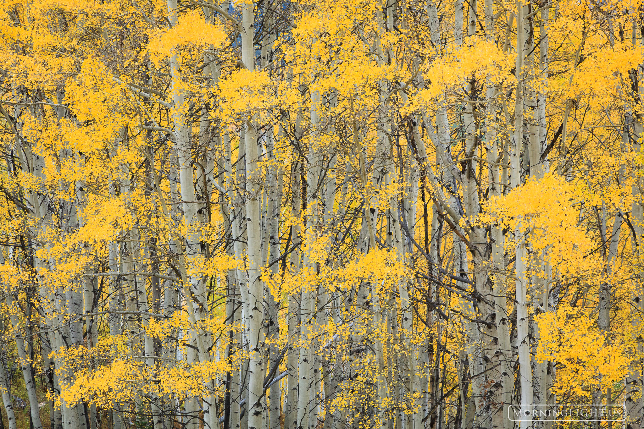 &nbsp;There was something about the abstract quality of this aspen stand that captured my attention. I love the way these splashes...