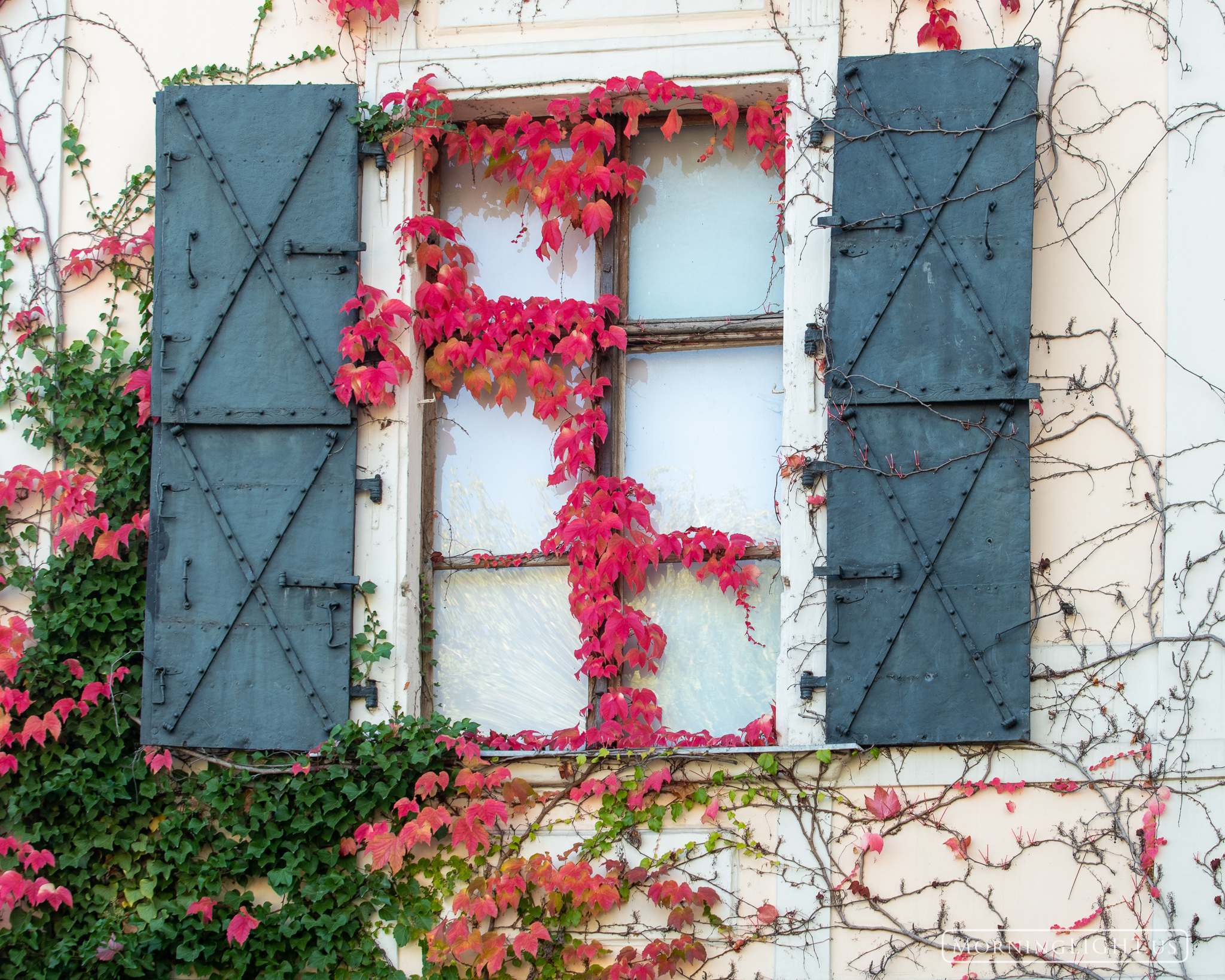 Vines growing on a house in Vienna's vinyard region