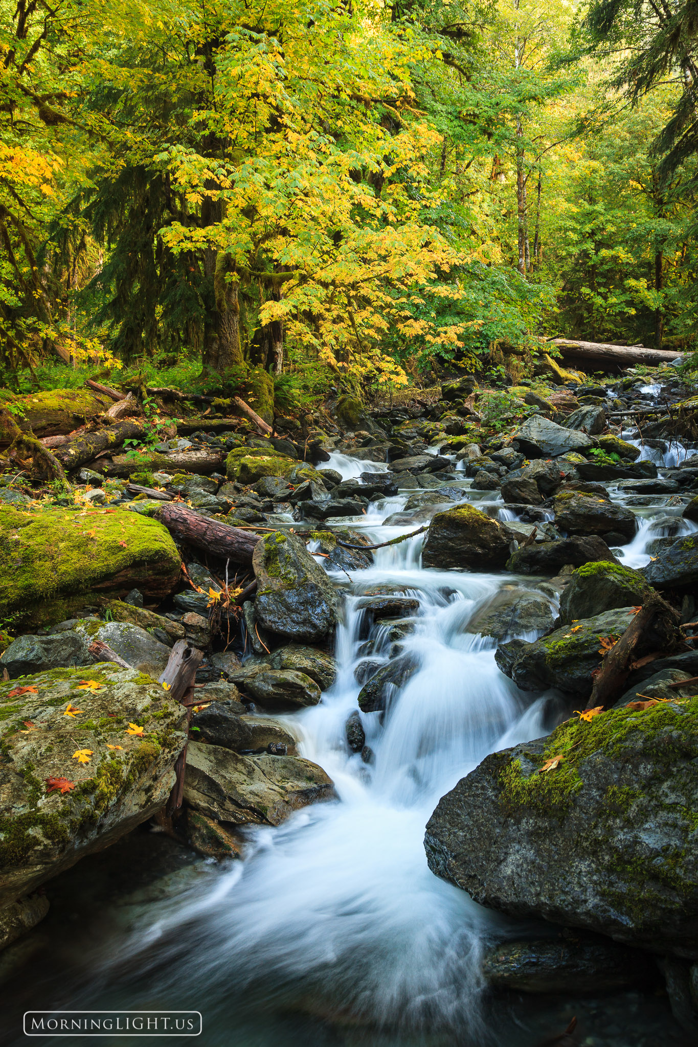 A stream races over the rocks as the leaves of trees take on their autumn colors along the Quinault River Trail in Olympic National...