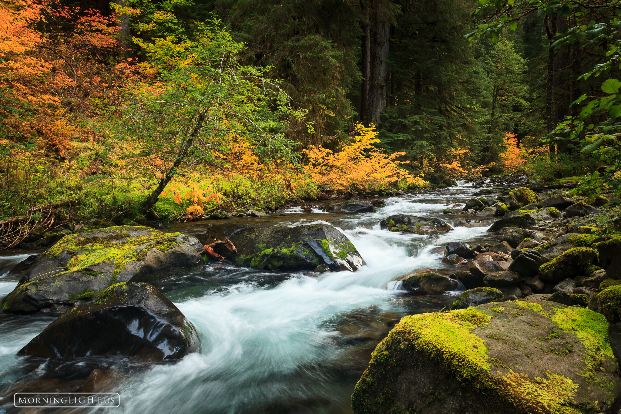 The Sol Duc river winds its way through mossy bolders and beautiful fall folliage on this warm October morning.