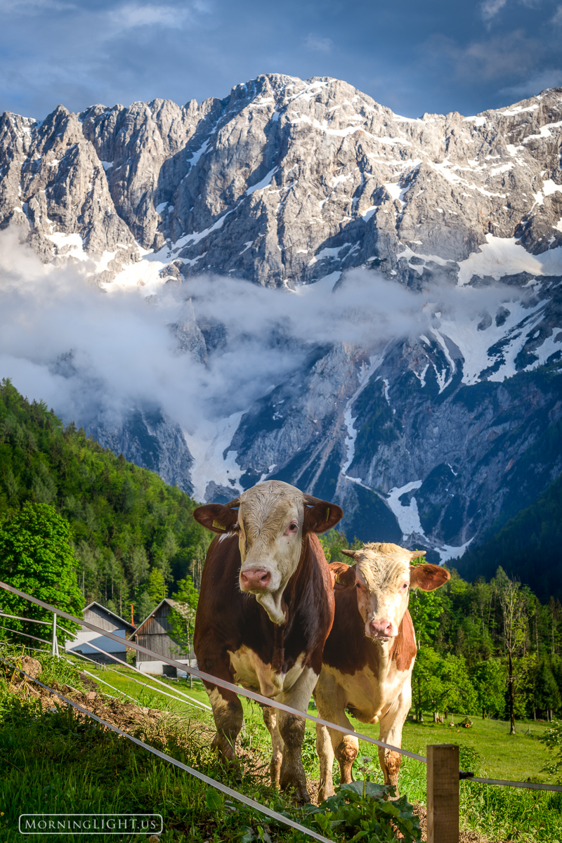 Two very friendly cows came to greet us as we explored this area of Slovenia.