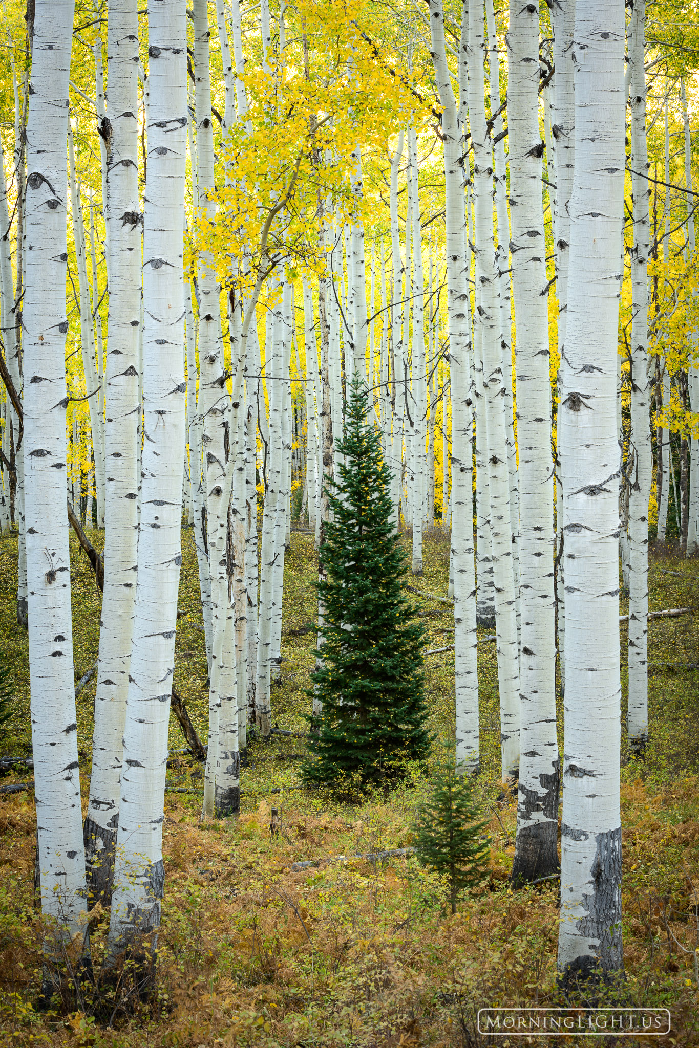 A lone pine tree stands between divided aspen calling them to recognize all that they share in common.  America has become a...