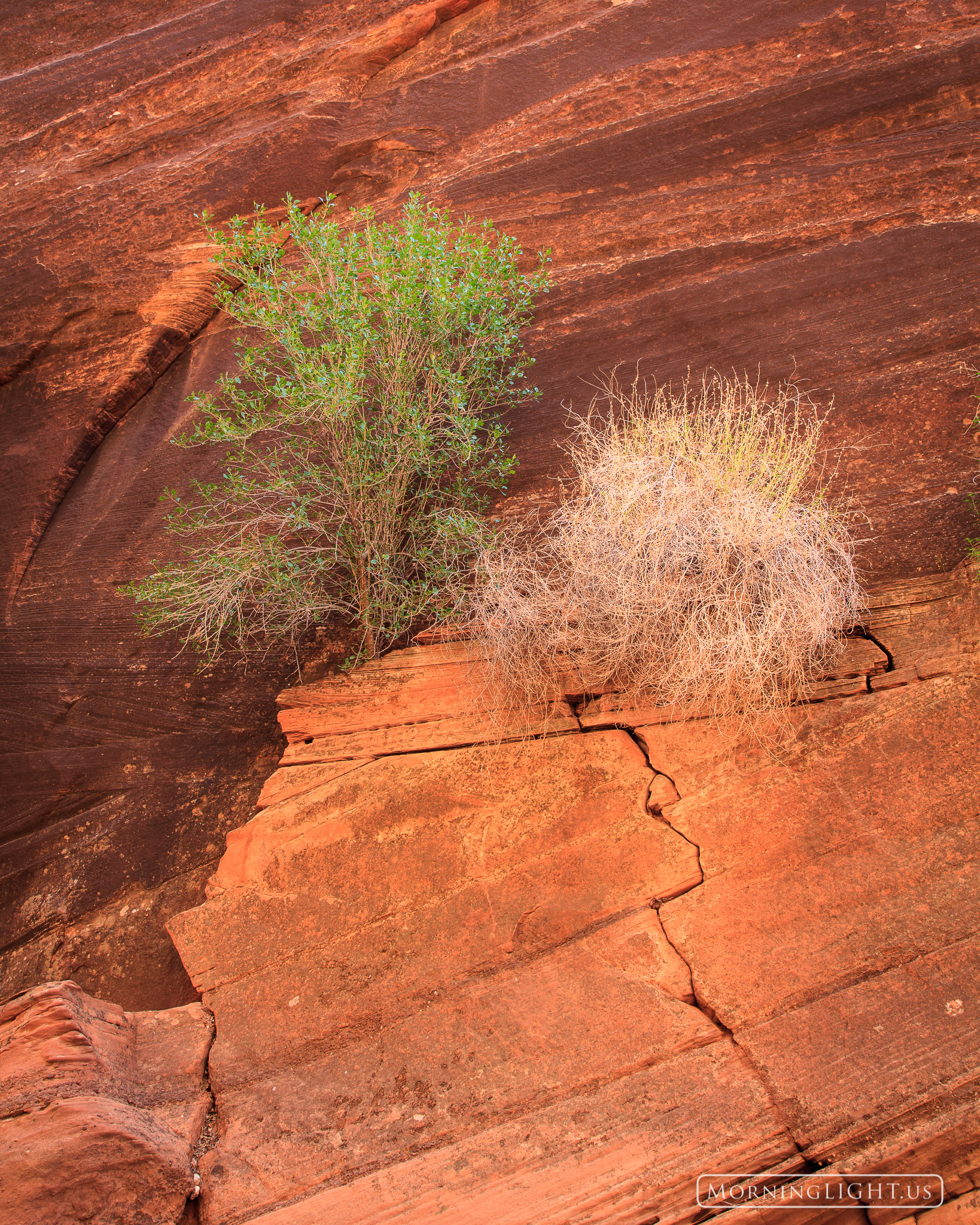 These two bushes perched on a ledge in Buckskin Gulch seemed to be placed here waiting to be photographed. The gentle afternoon...