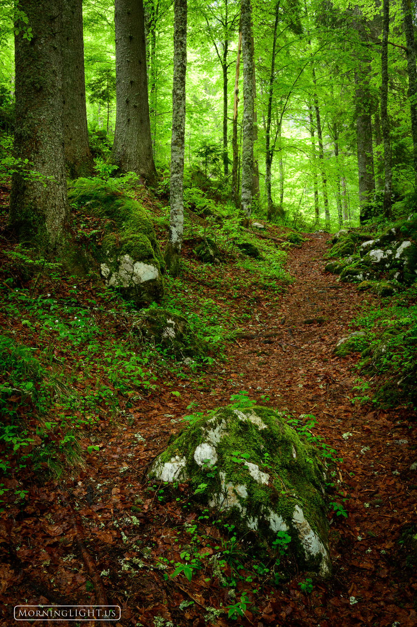 A trail through the woods in northern Italy