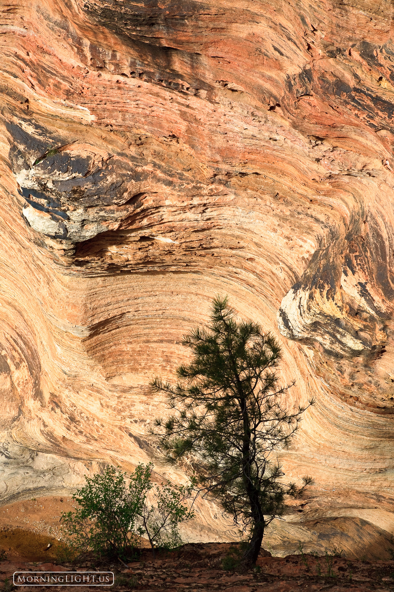 This was shot in a narrow canyon in Zion National Park. I liked the way the pattern of the back wall gives the tree in silhouette...