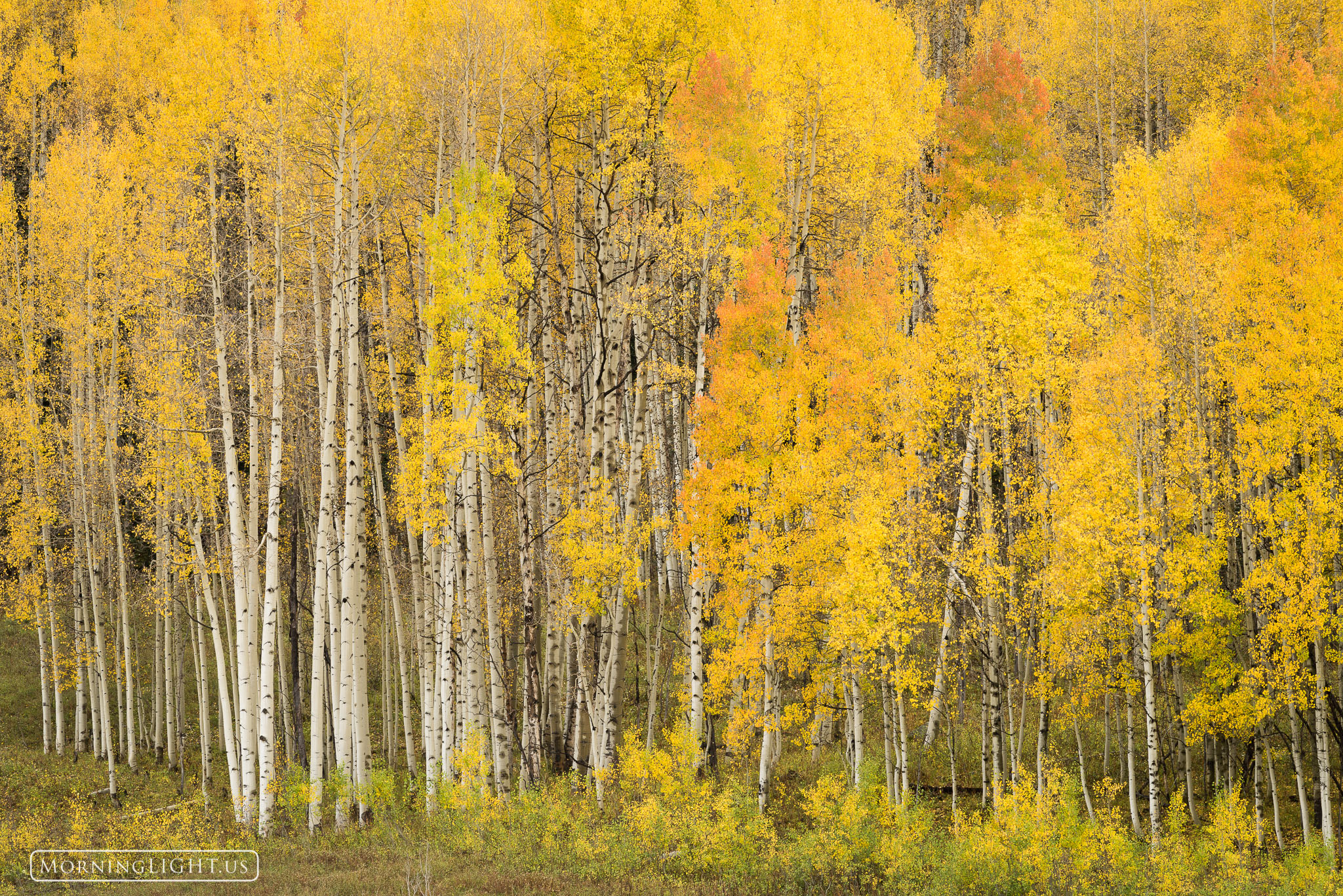 A vibrant stand of aspen glow in their autumn colors near Kebler Pass, CO.