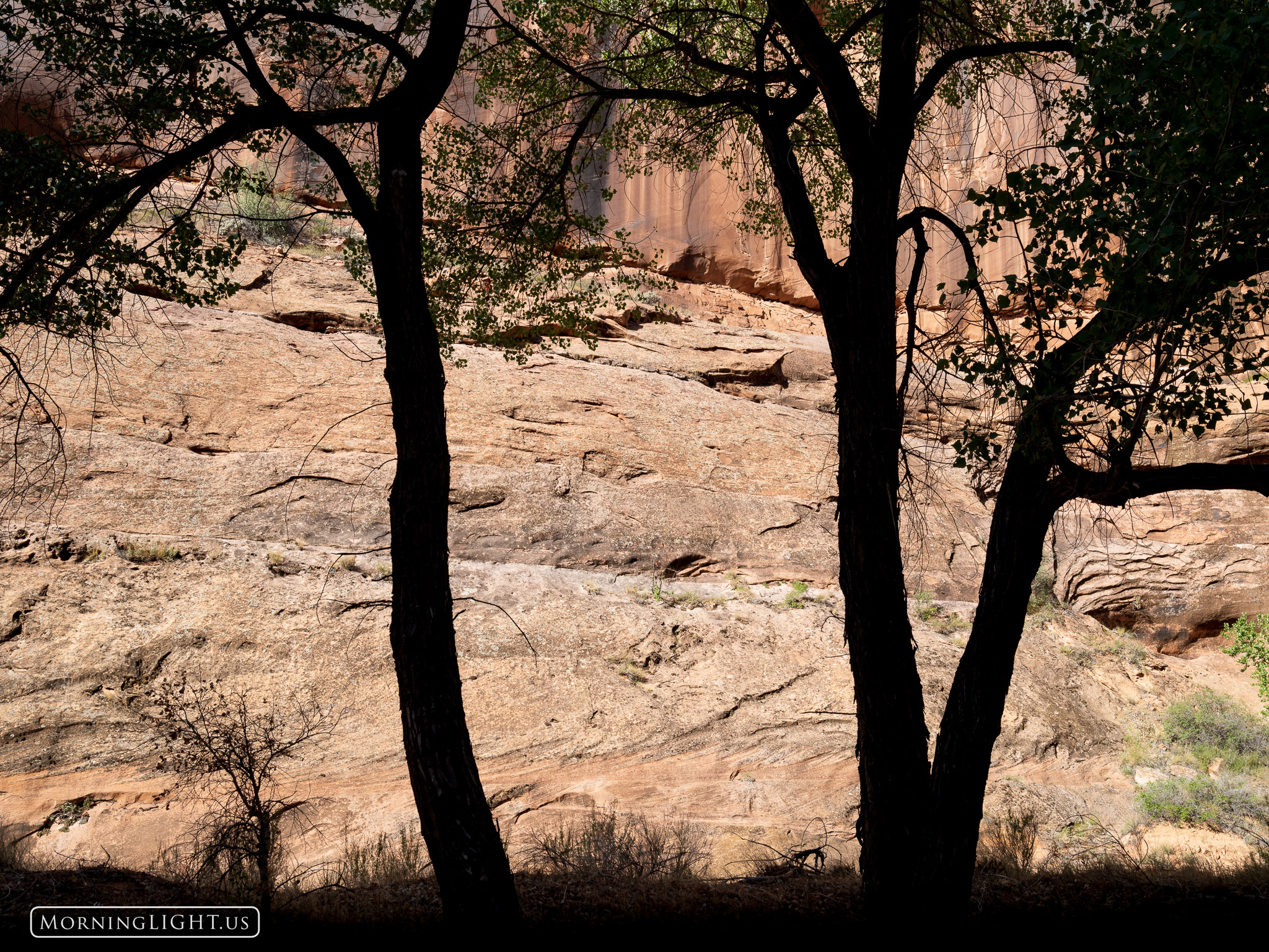 Deep in a Utah Canyon the opposing side was lit by the sun while the morning shade still covered the side I was on, revealing...