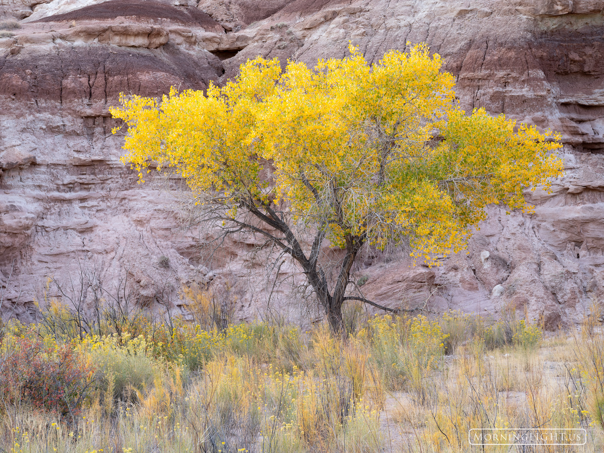 A small cottonwood tree puts on a glorious show in mid-October near Capitol Reef National Park in Utah. This was one of the first...