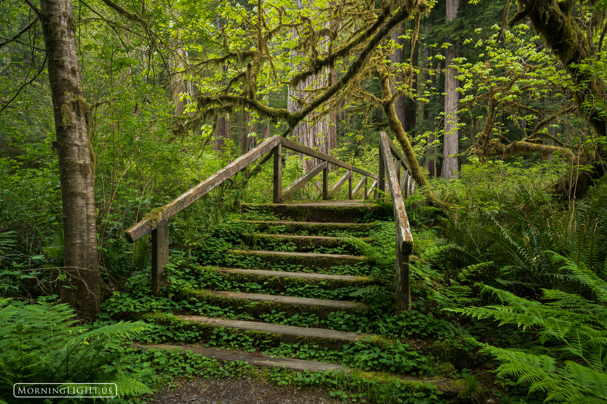 The steps leading up to this bridge seem to call you into the wild forest, almost into another world. We need to heed its call...