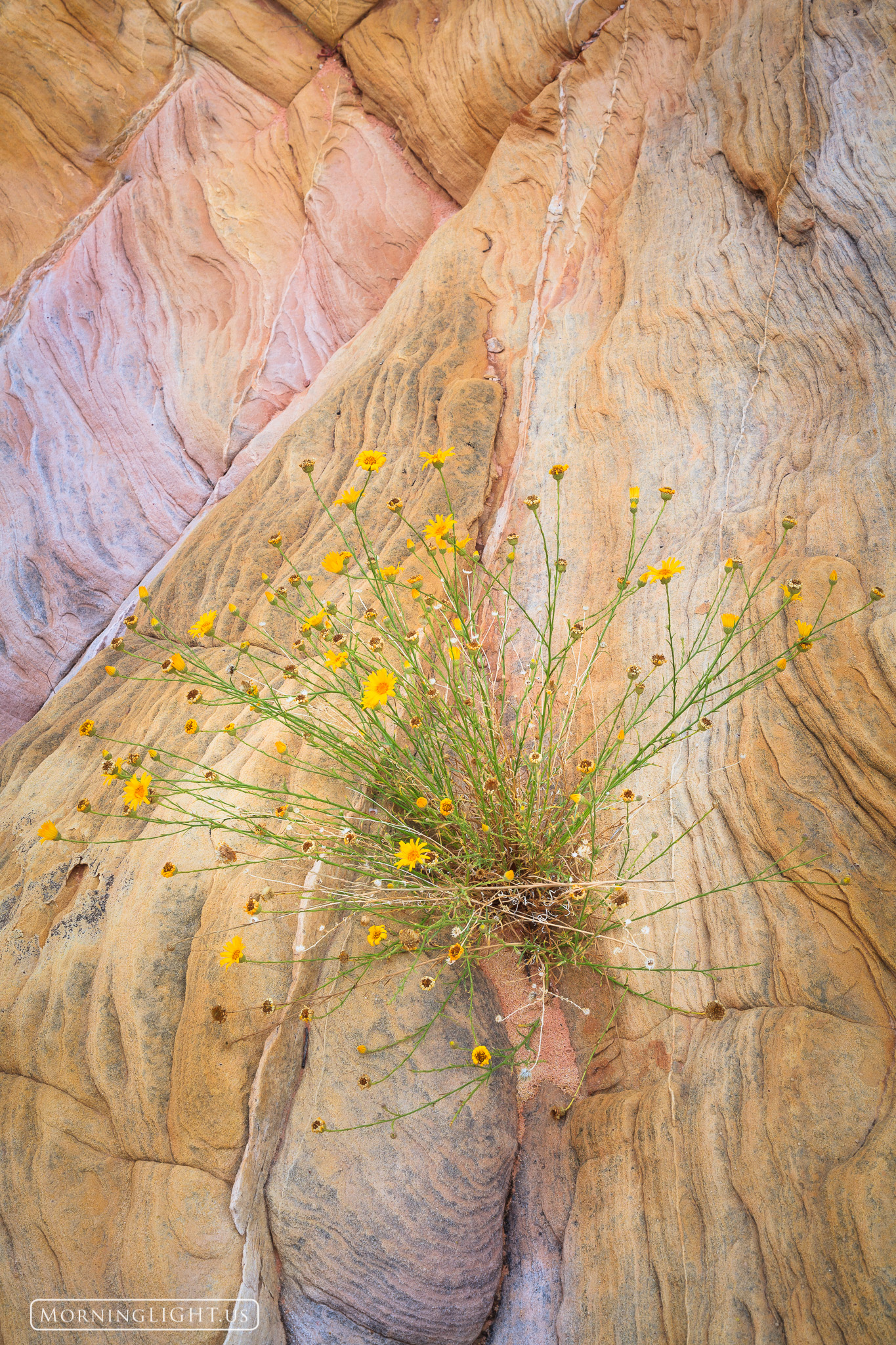 While wandering around a wash in the desert, I came around the corner and saw these flowers growing in the most unlikely of places...