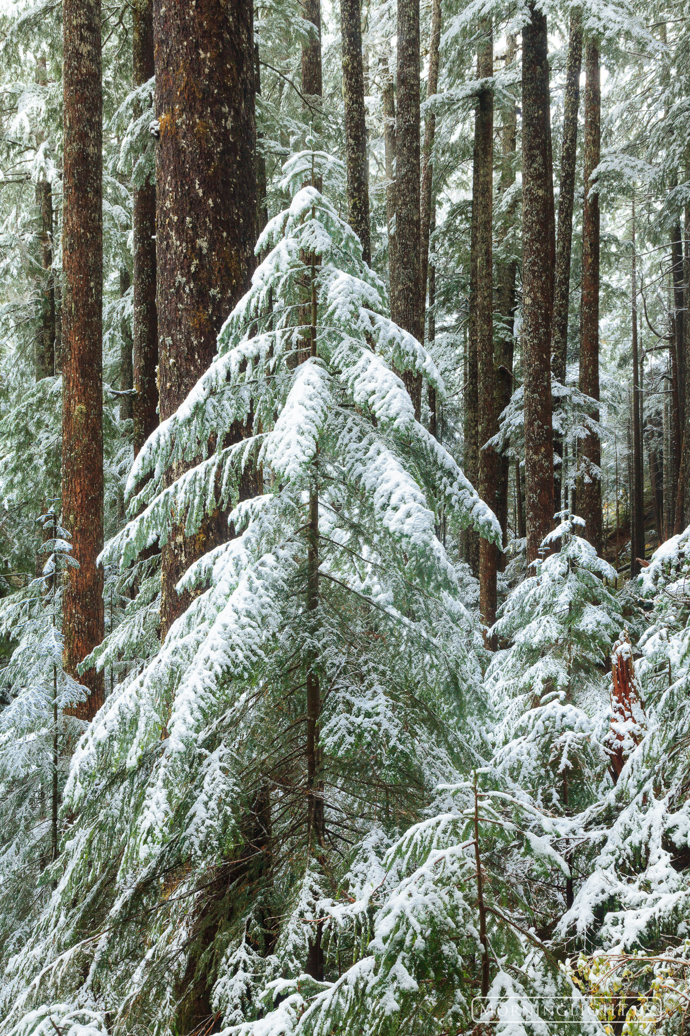 A fresh coat of snow covered the trees of the rainforest near Sol Duc in Olympic National Park on this October morning.