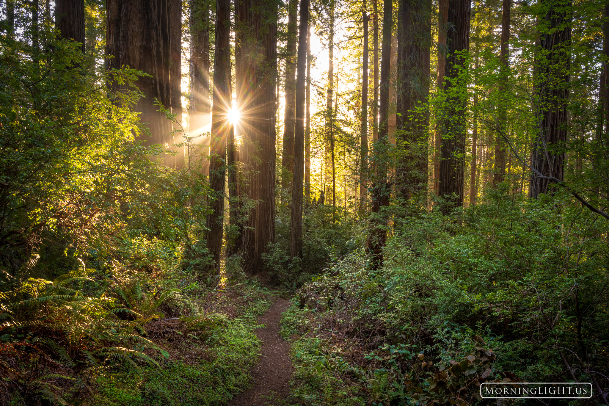 The light breaks through the trees on the ZigZag Trail in Redwood State and National Park, California.