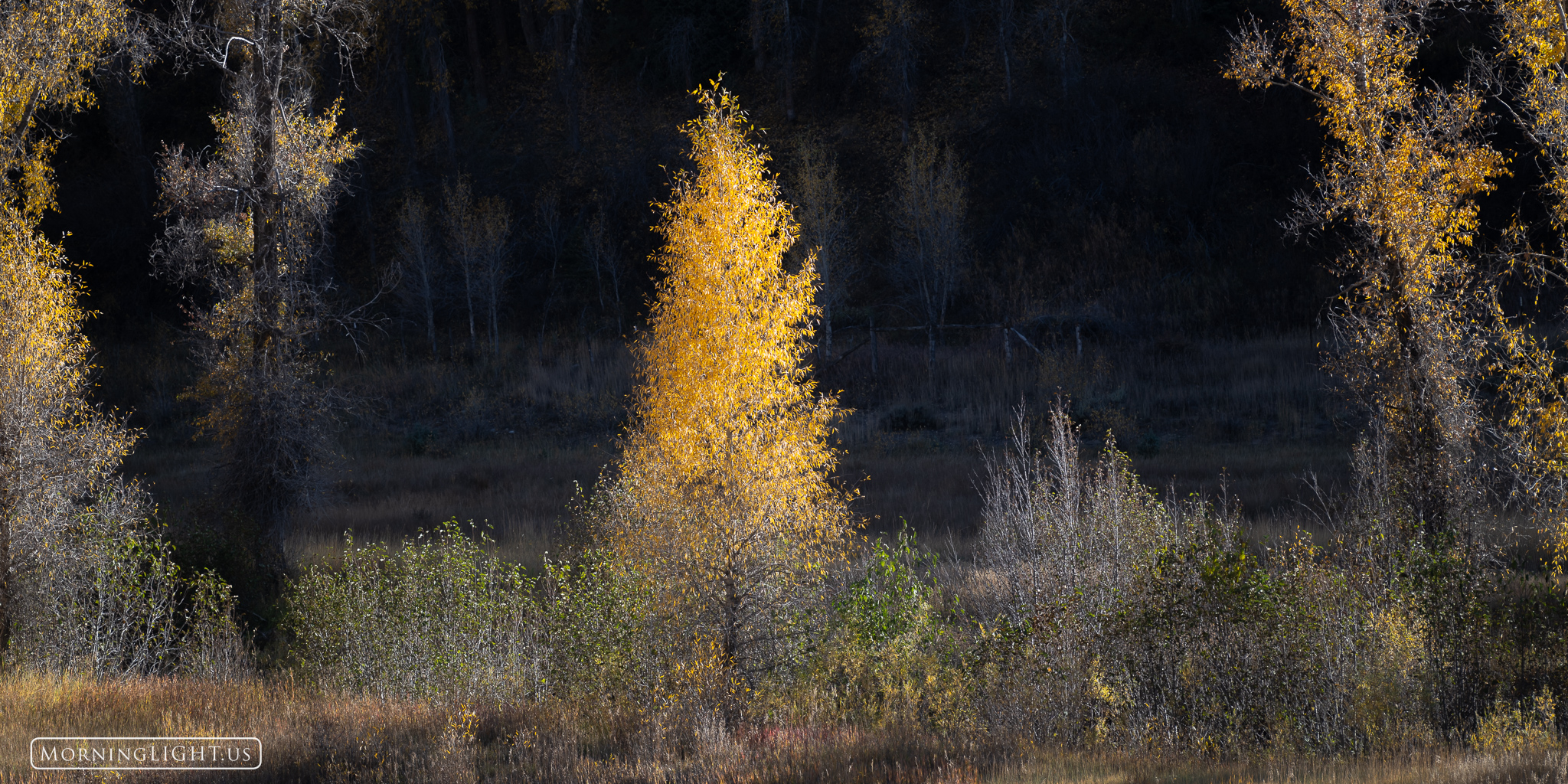 While driving through western Colorado in late September I came across this delightful scene on a ranch. This small tree was...