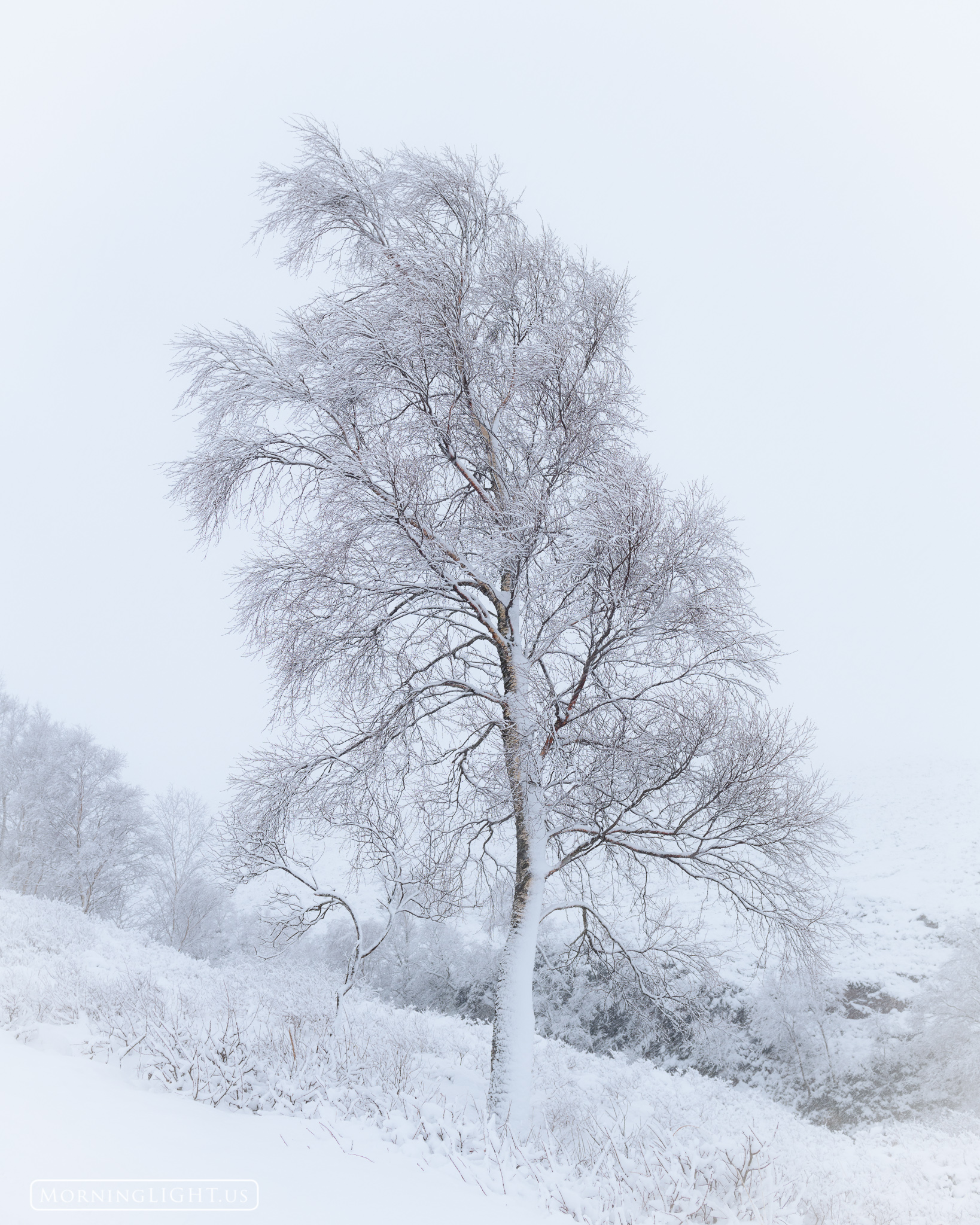 A lone tree bends gracefully under a coat of heavy snow in the Highlands of Scotland.