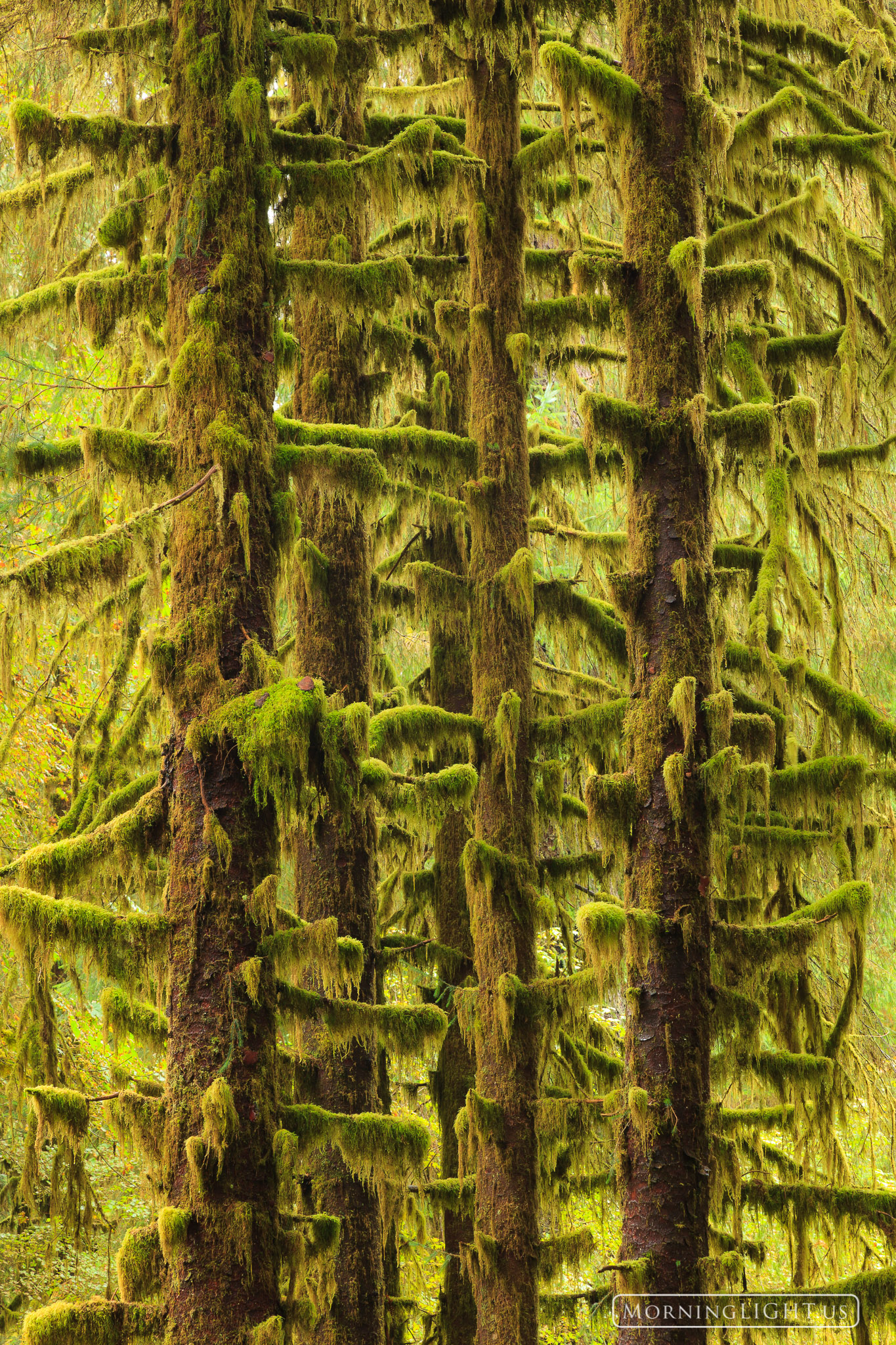 The tall trees of the Hoh Rainforest in Olympic National Park are all covered in thick moss. This stand of trees had the most...