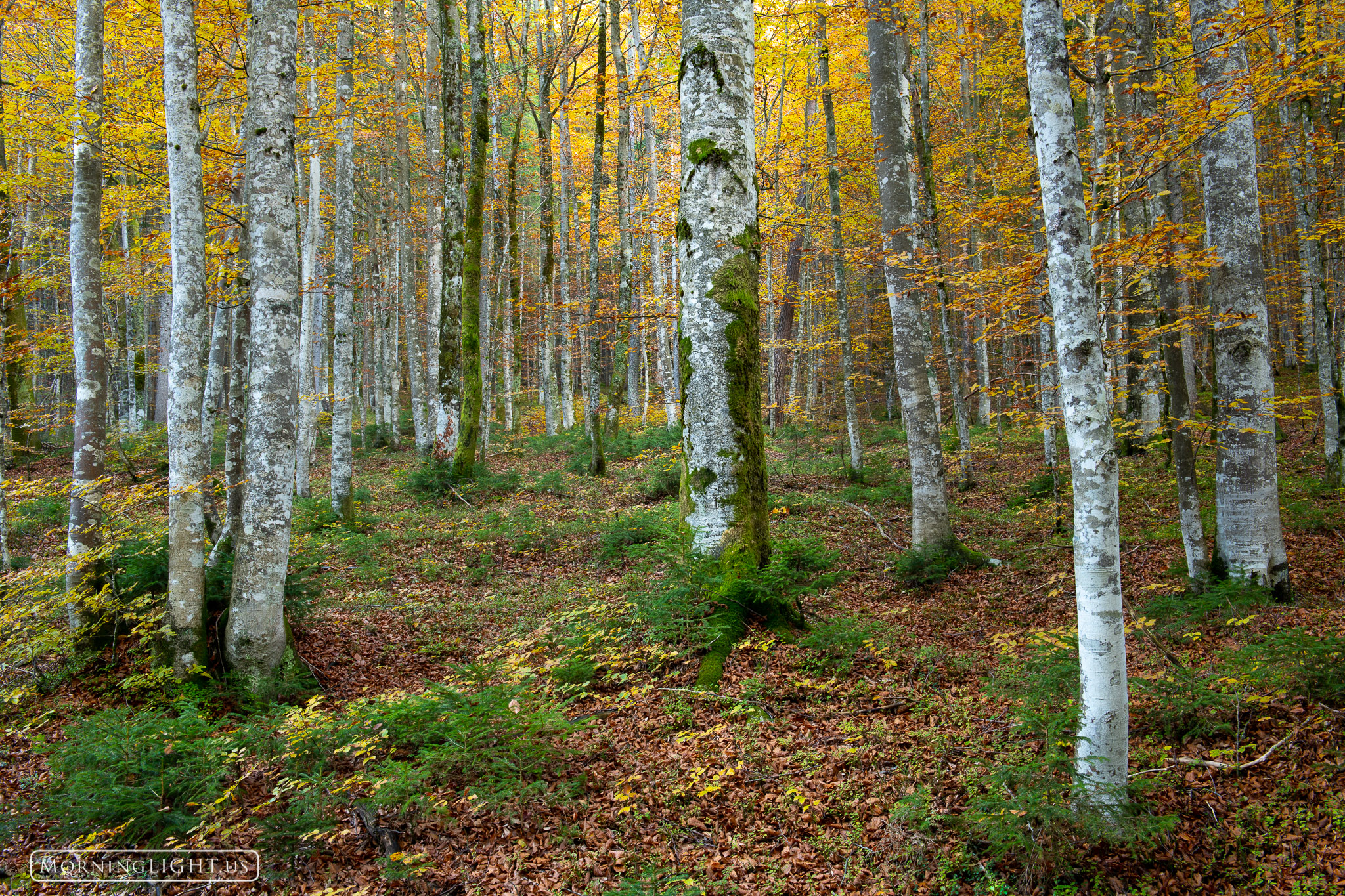 Walking through the forest in the autumn in Slovenia is truly a delight. I could get happily lost in here all day exploring the...