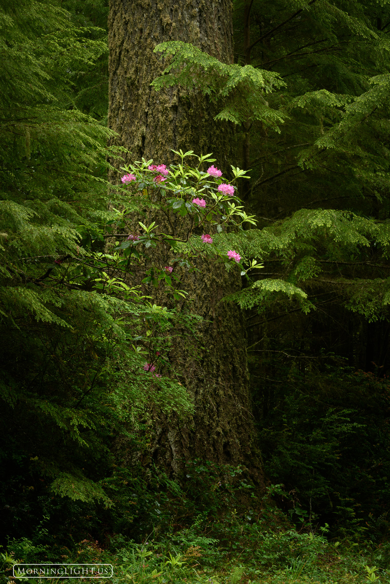 In a world of lush green that stretches out in every direction the rhododendrons are an amazing sight to behold. These large...