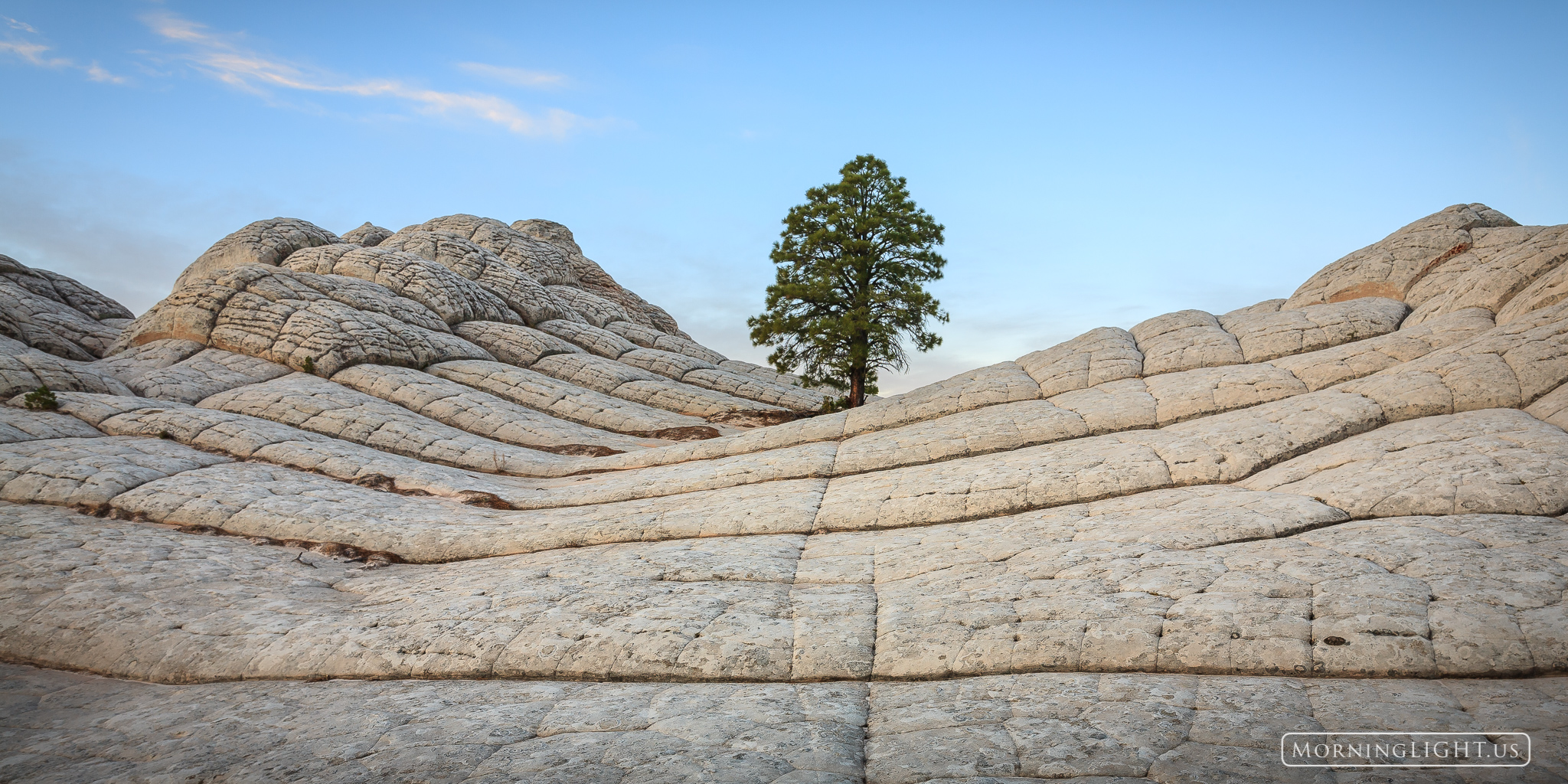 A lone tree grows in a most rocky place, providing hope that we too can grow and flourish in those difficult areas of life.