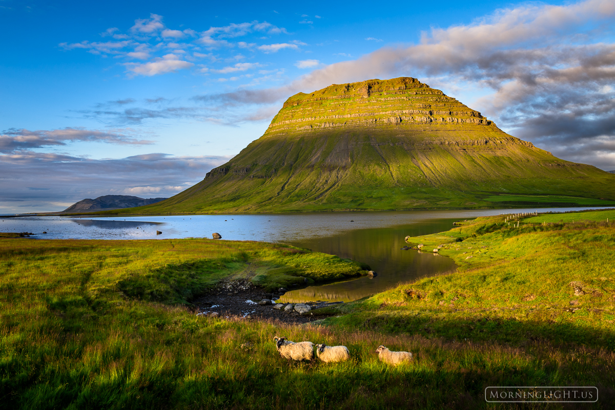 Grazing sheep enjoy a delightful evening on the Snæfellsnes Peninsula of Iceland.